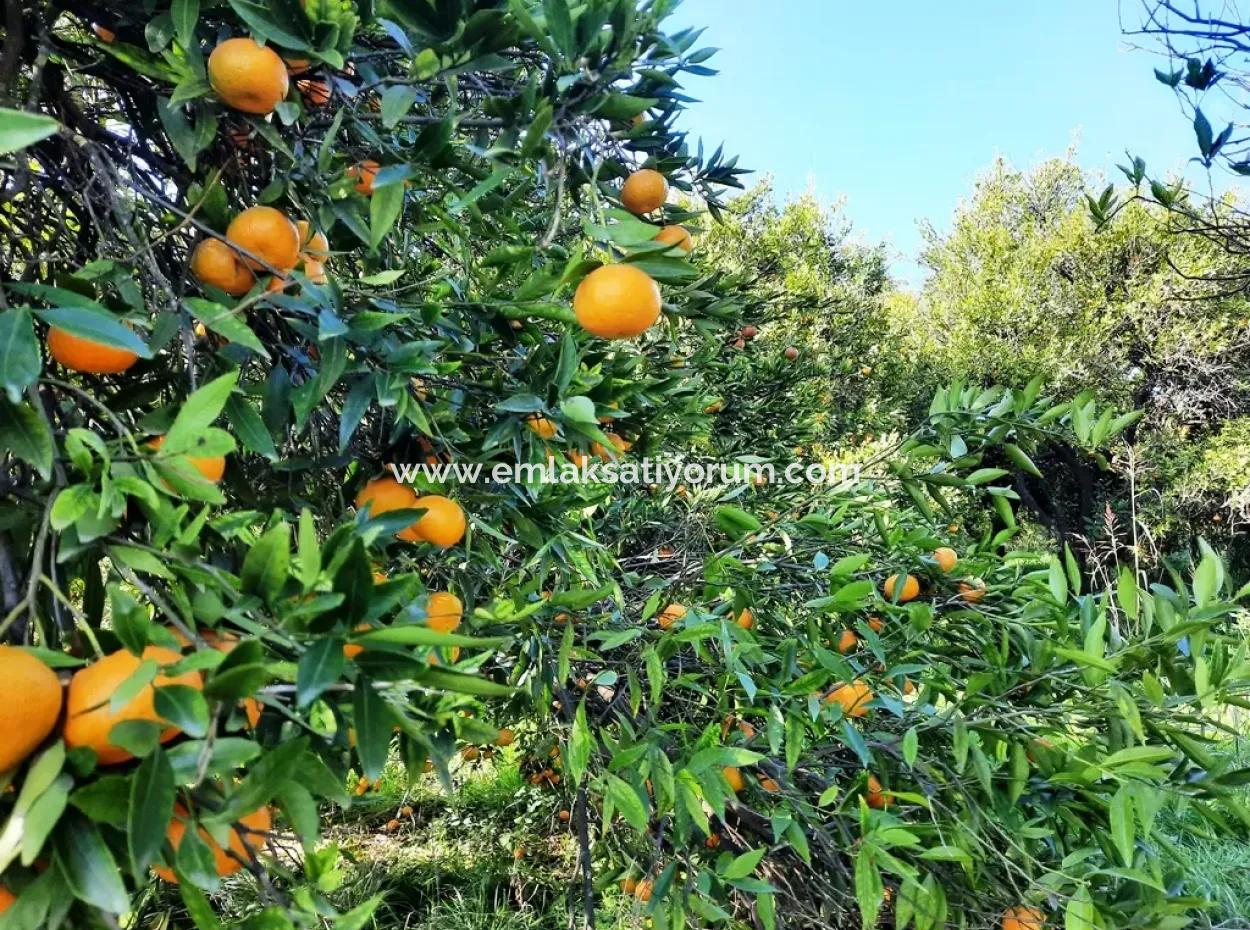 2200 M2 Detached Citrus Grove For Sale In Köyceğinz Döğüşbelen