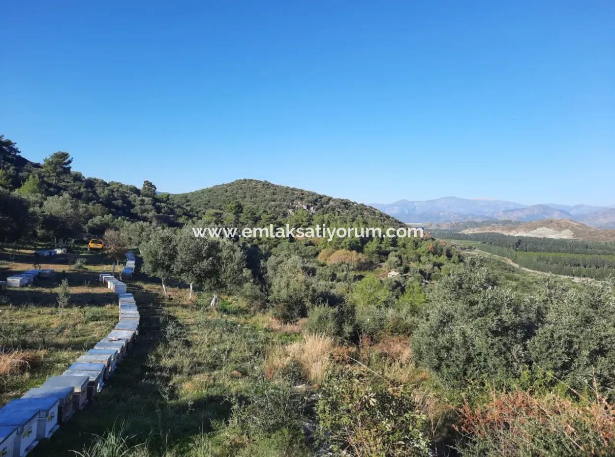 Olive Grove With Sea And Nature View In Ortaca Fevziye For Sale