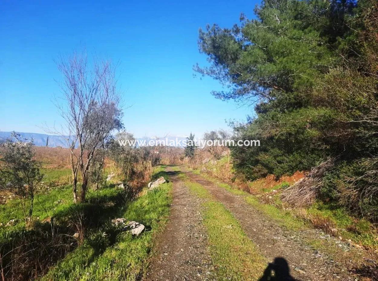 Ortaca Dalyan 73,500 M2 Suitable Pomegranate Garden For Sale