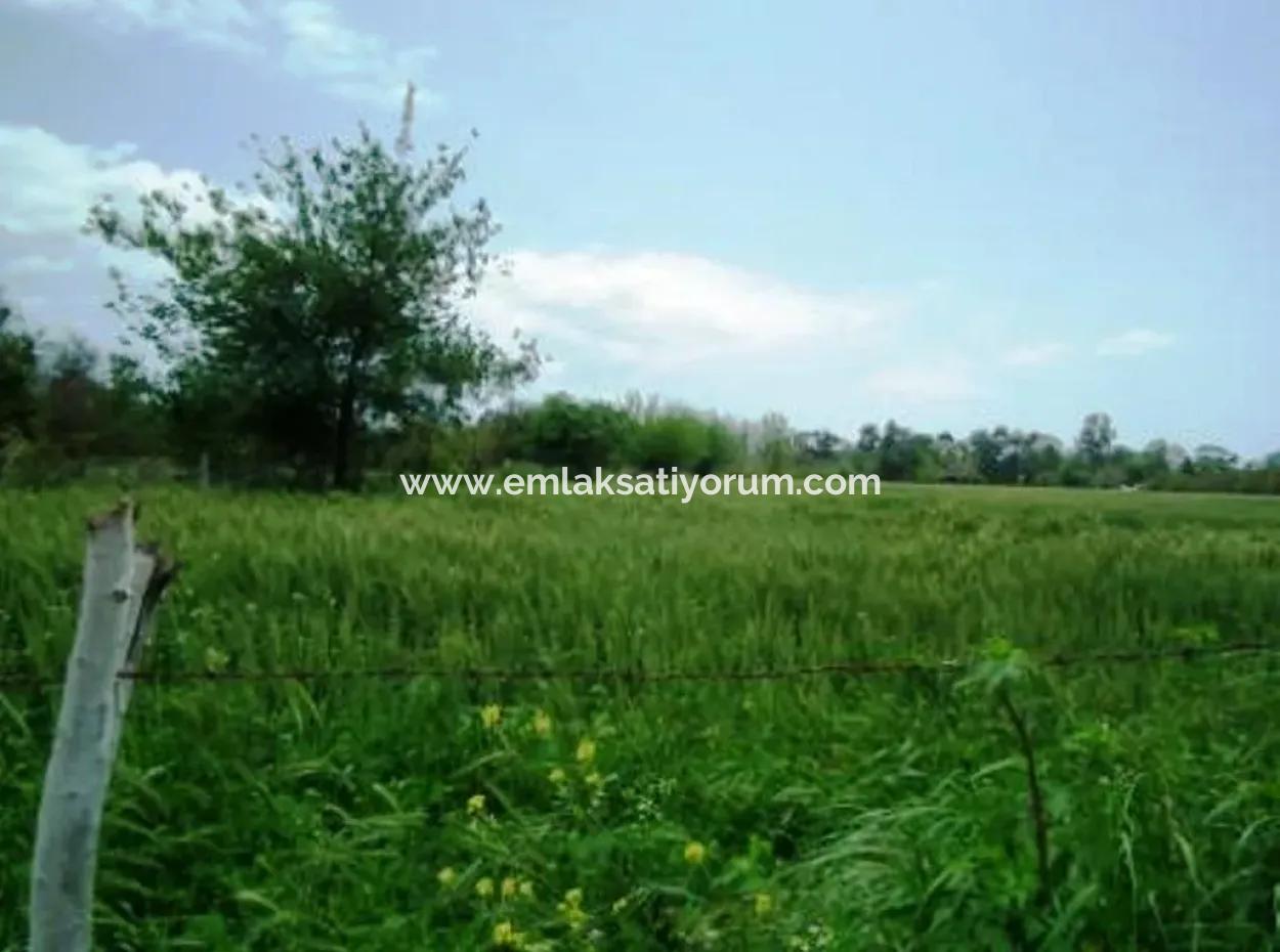 8 000 M2 Fertile Land For Sale In Muğla Ortaca Fevziye