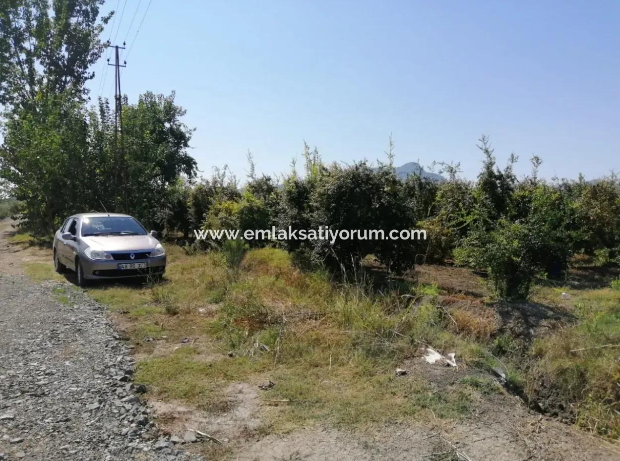 Pomegranate Garden For Sale In Mugla Ortaca Tepearasi