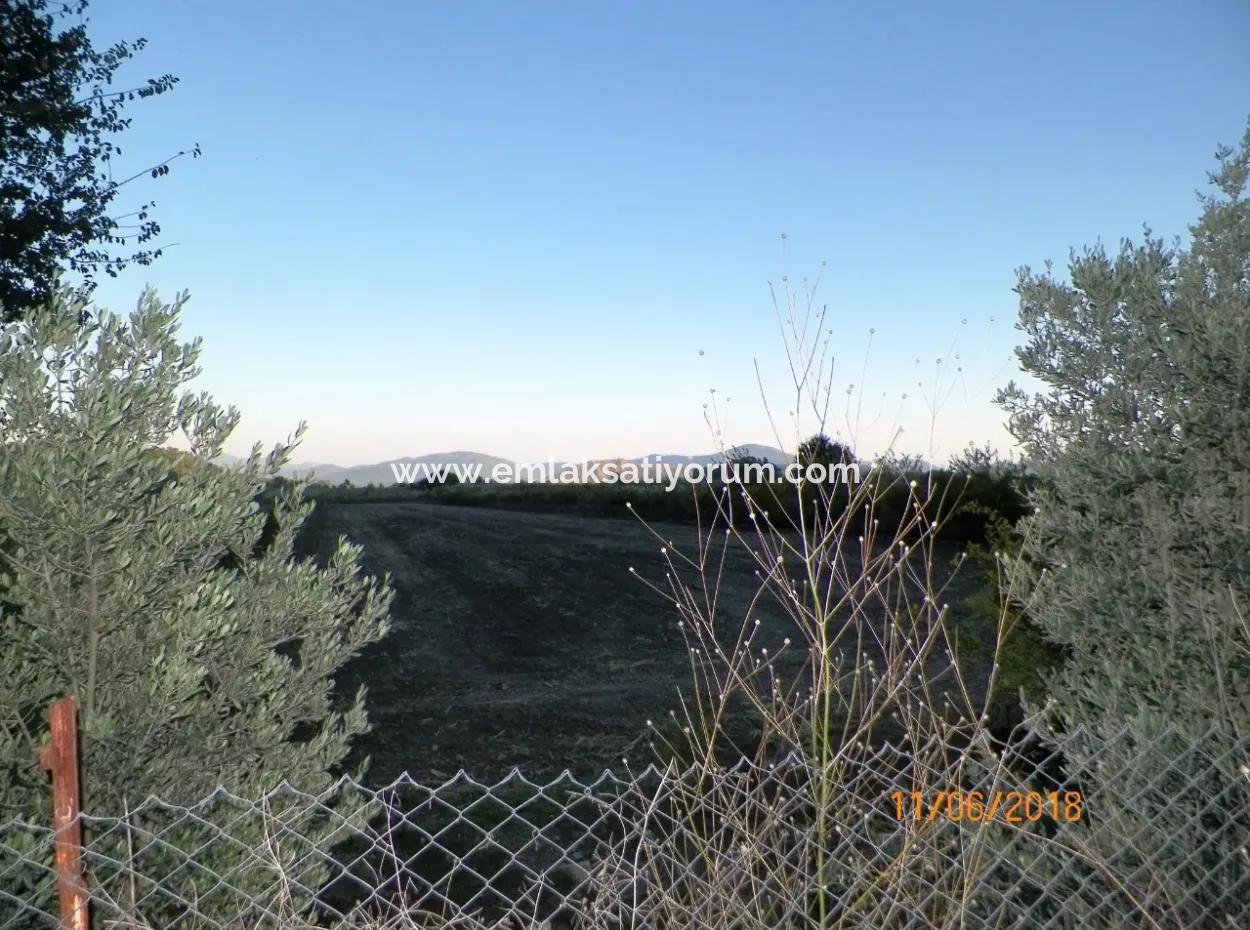 Farm For Sale In Oriya Yeşilyurt