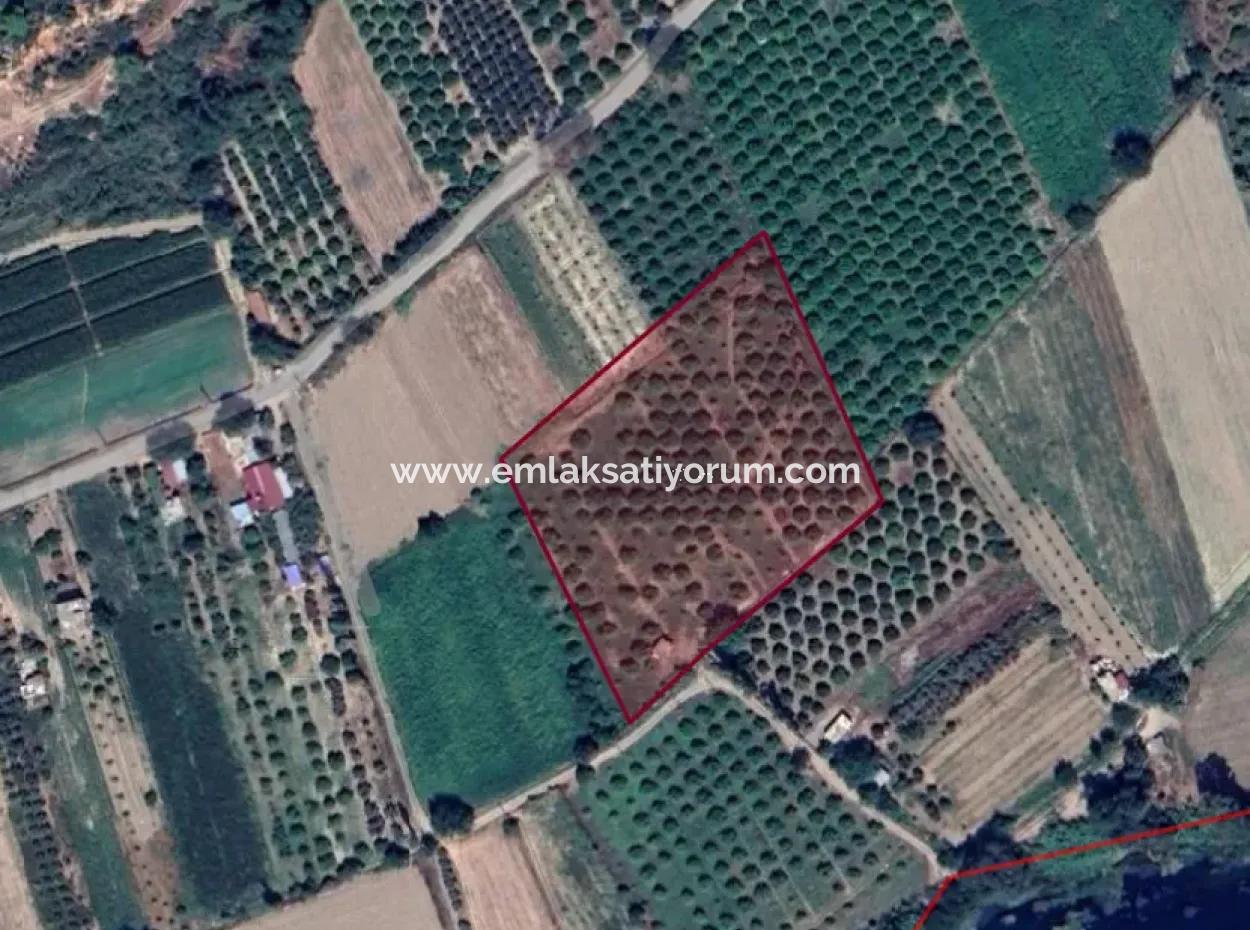 10,000 M2 Single Title Deed Field For Sale In Muğla Ortaca Fevziye Mahallesi