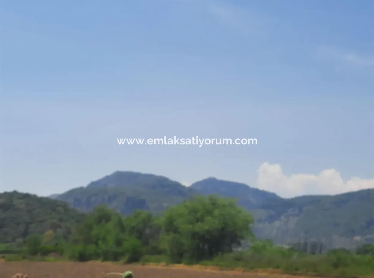 15 600 M2 Pomegranate Garden For Sale In Muğla Güzelyurt