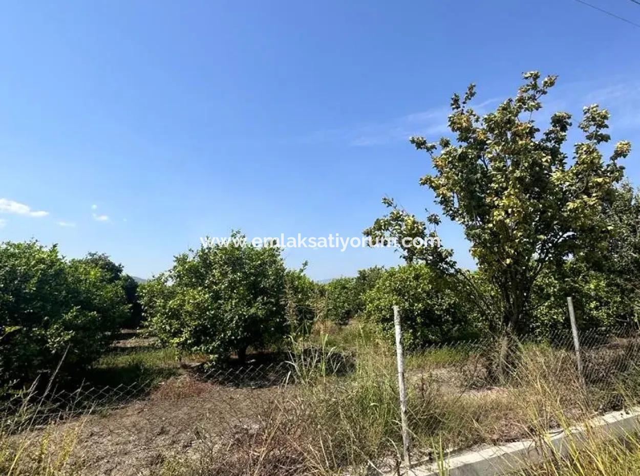 15 000 M2 Lemon Garden For Sale In Dalyan Eskiköy