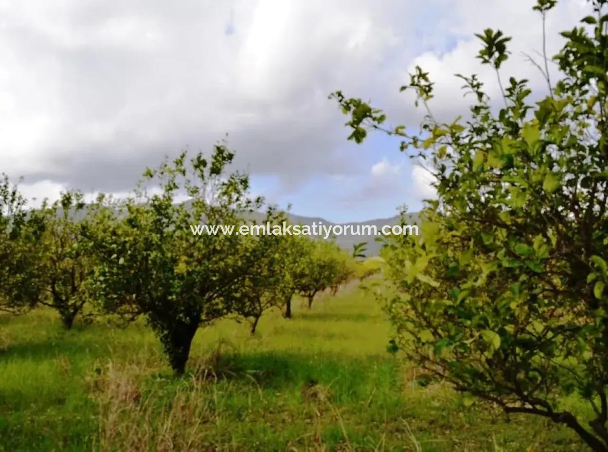 Ortaca Yerbelende Kelepir 1068 M2 Zoned Land For Sale, Suitable For Build And Sell