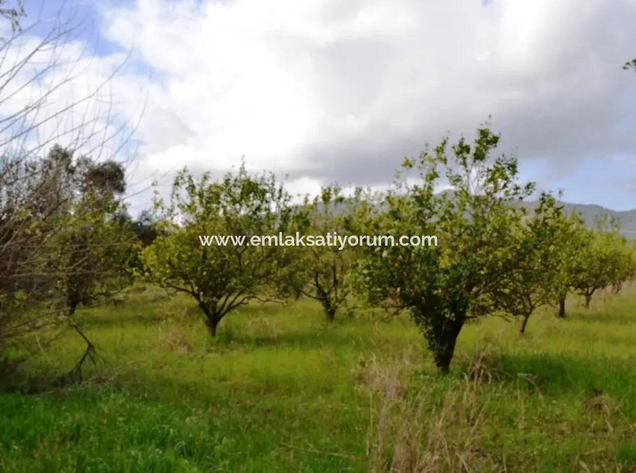 Ortaca Yerbelende Kelepir 1068 M2 Zoned Land For Sale, Suitable For Build And Sell