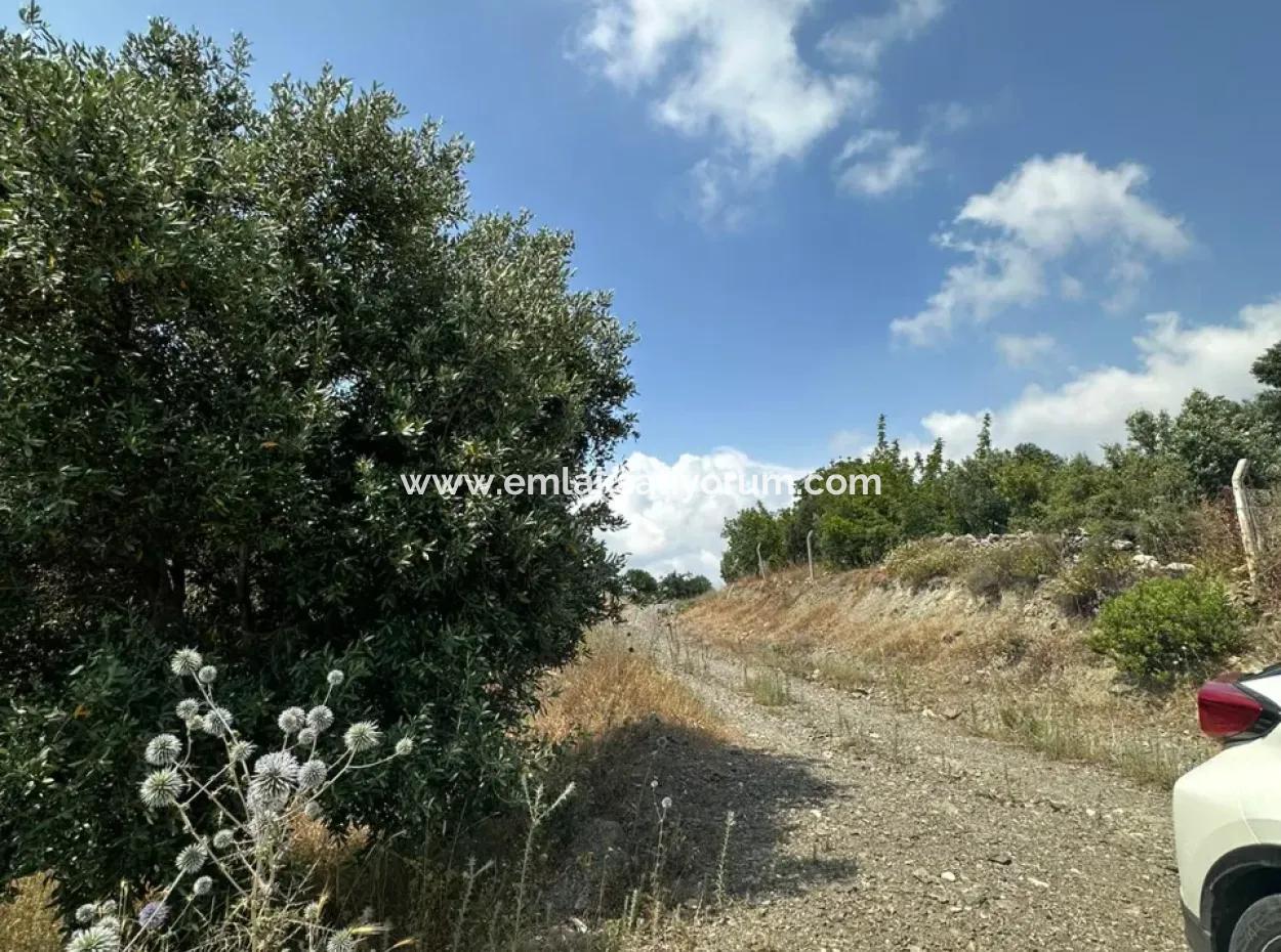 5 800 M2 Bargain Olive Grove With Sea View For Sale In Muğla Ortaca Fevziye