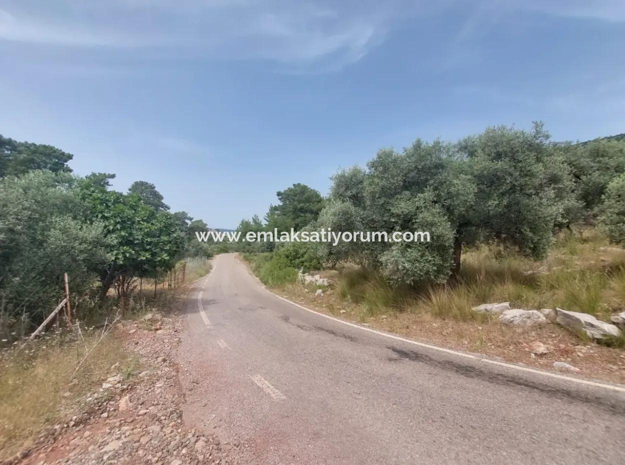 Dalaman 1 900 M2 Detached Olive Grove For Sale In Şerefler