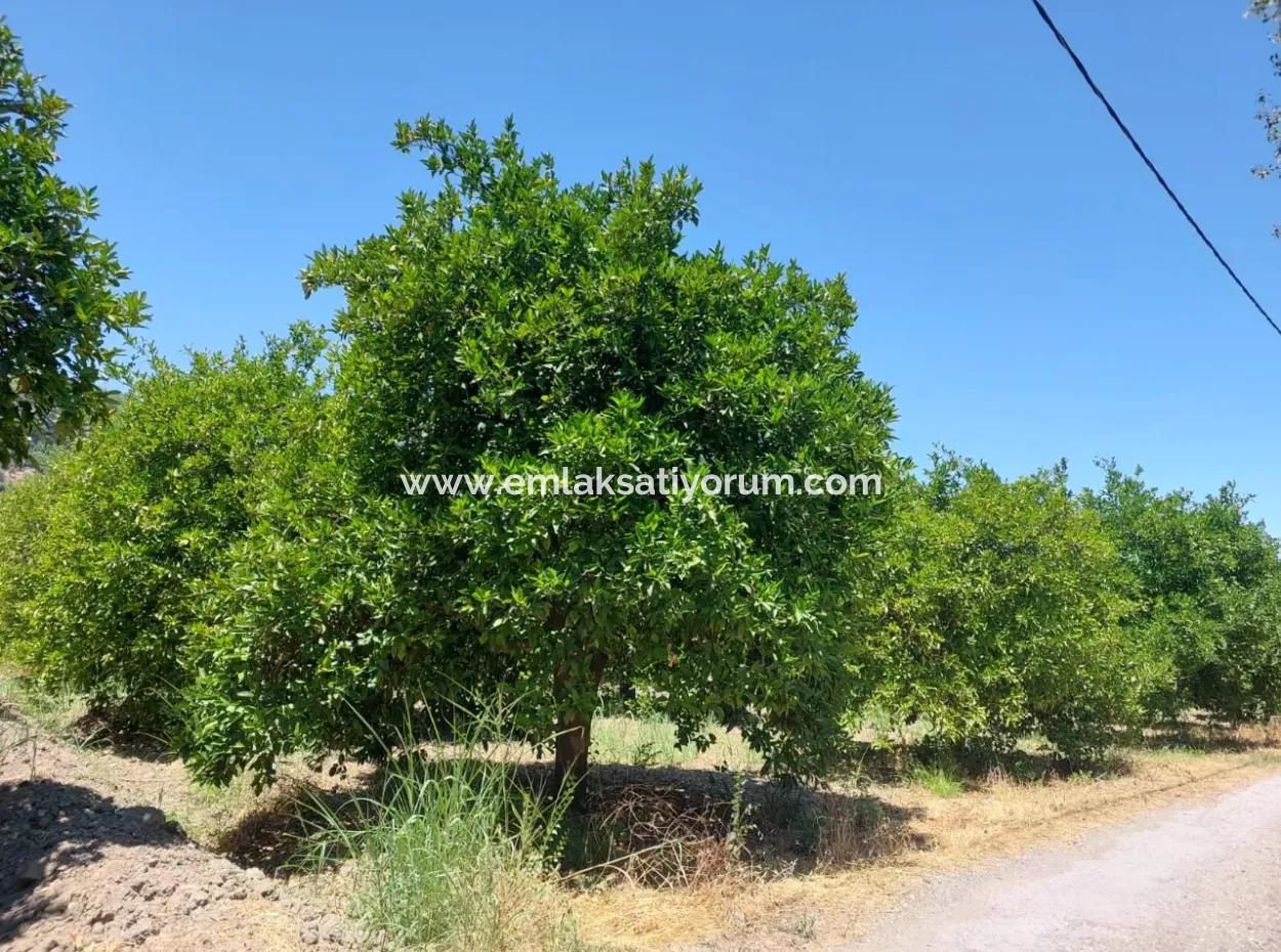 Muğla, Ortaca, Okçular Da, 1015, 69 M2, Detached Land Land Is For Sale.