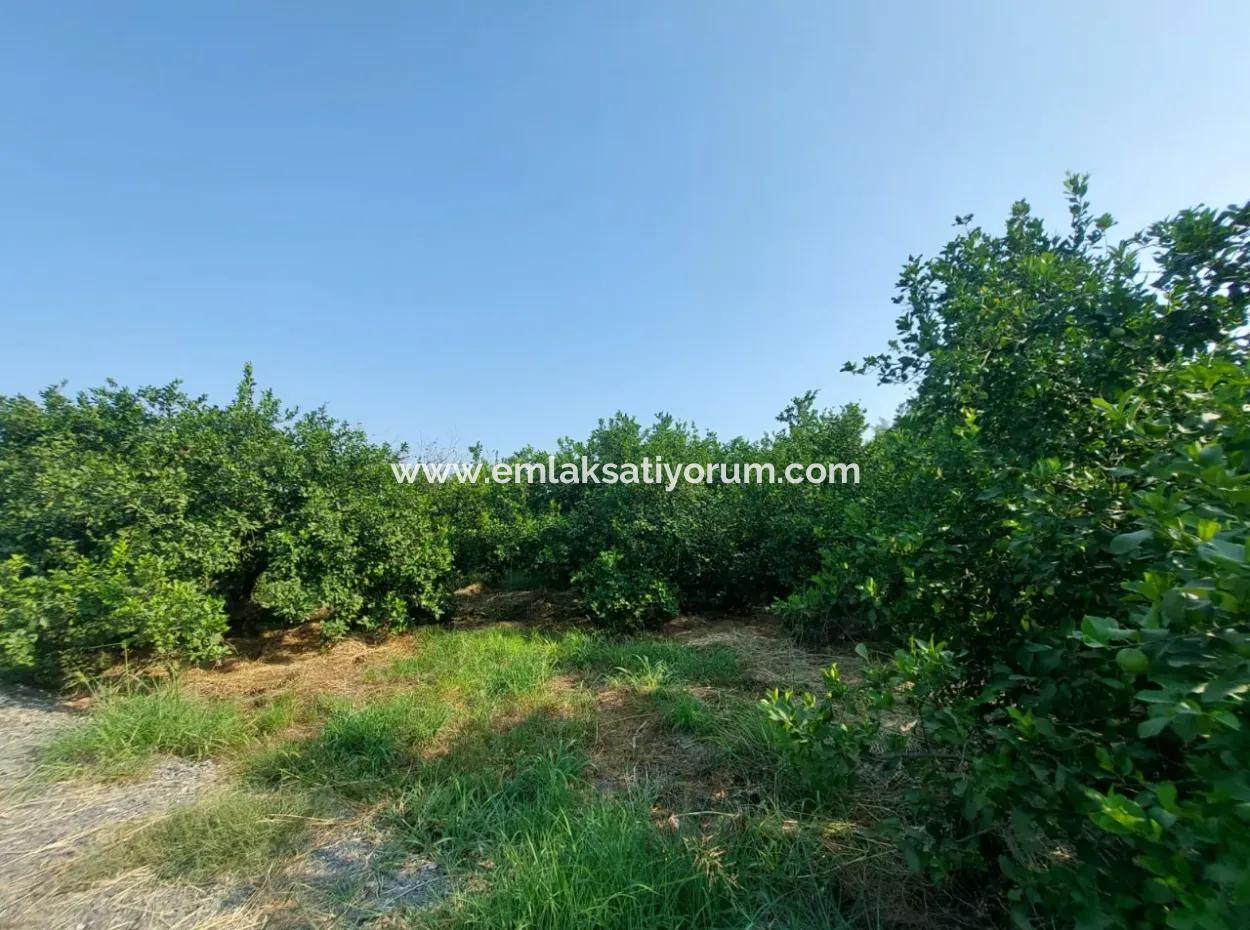 4500 M2 Well-Kept Lemon Garden For Sale In Ortaca Karadonlar