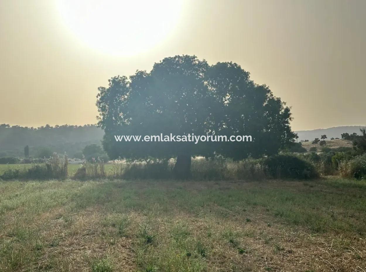 8 000 M2 Detached Bargain Land For Sale Or Exchange In Milas Kazıklı