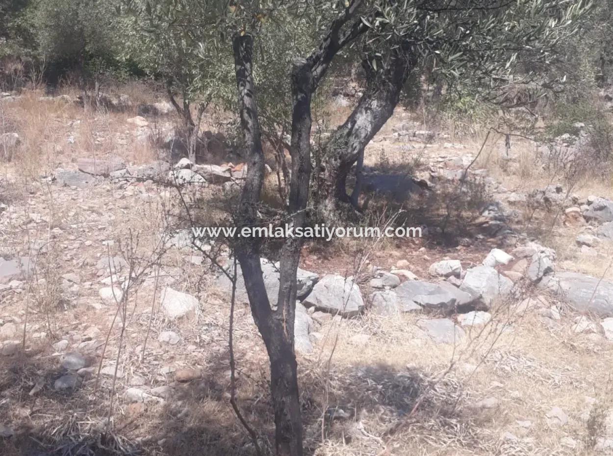 375 M2 Bargain Olive Grove In Nature In Dalamanda For Sale Or Car Swap