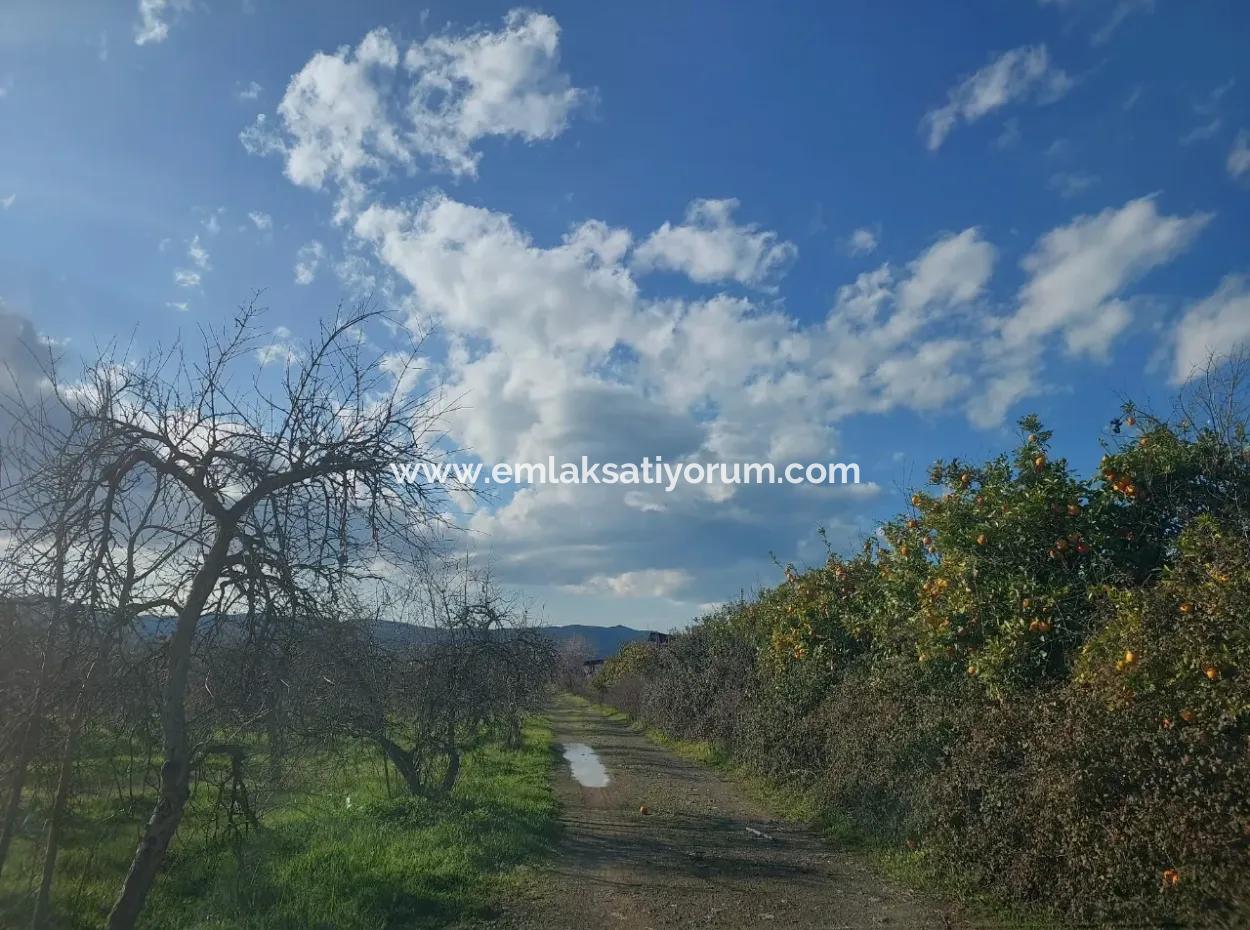 24.800 M2 Investment And Pomegranate Garden Suitable For Agricultural Loan For Sale In Ortaca Tepearası