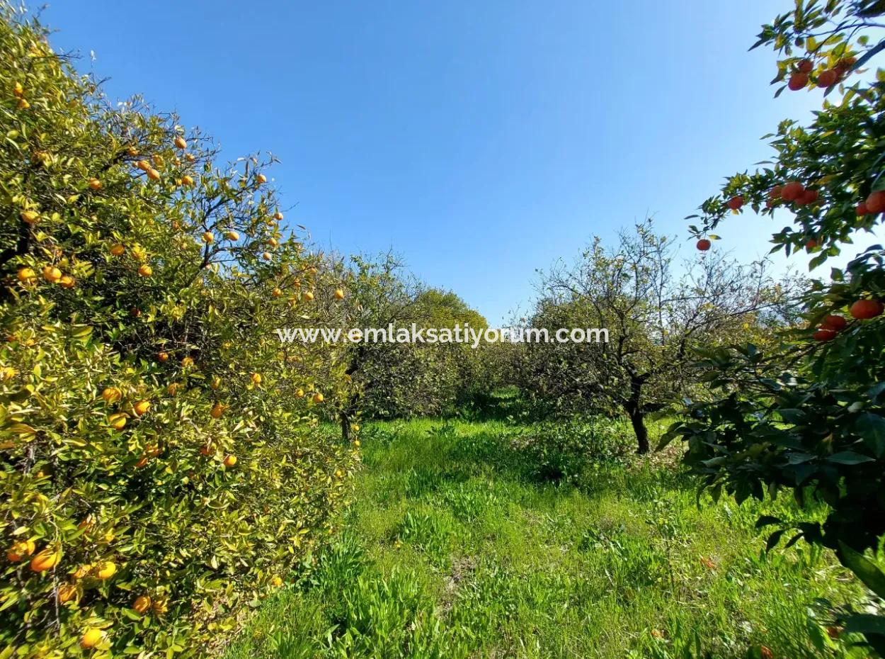 1 520 M2 Land Suitable For Investment For Sale In Ortaca Okçular