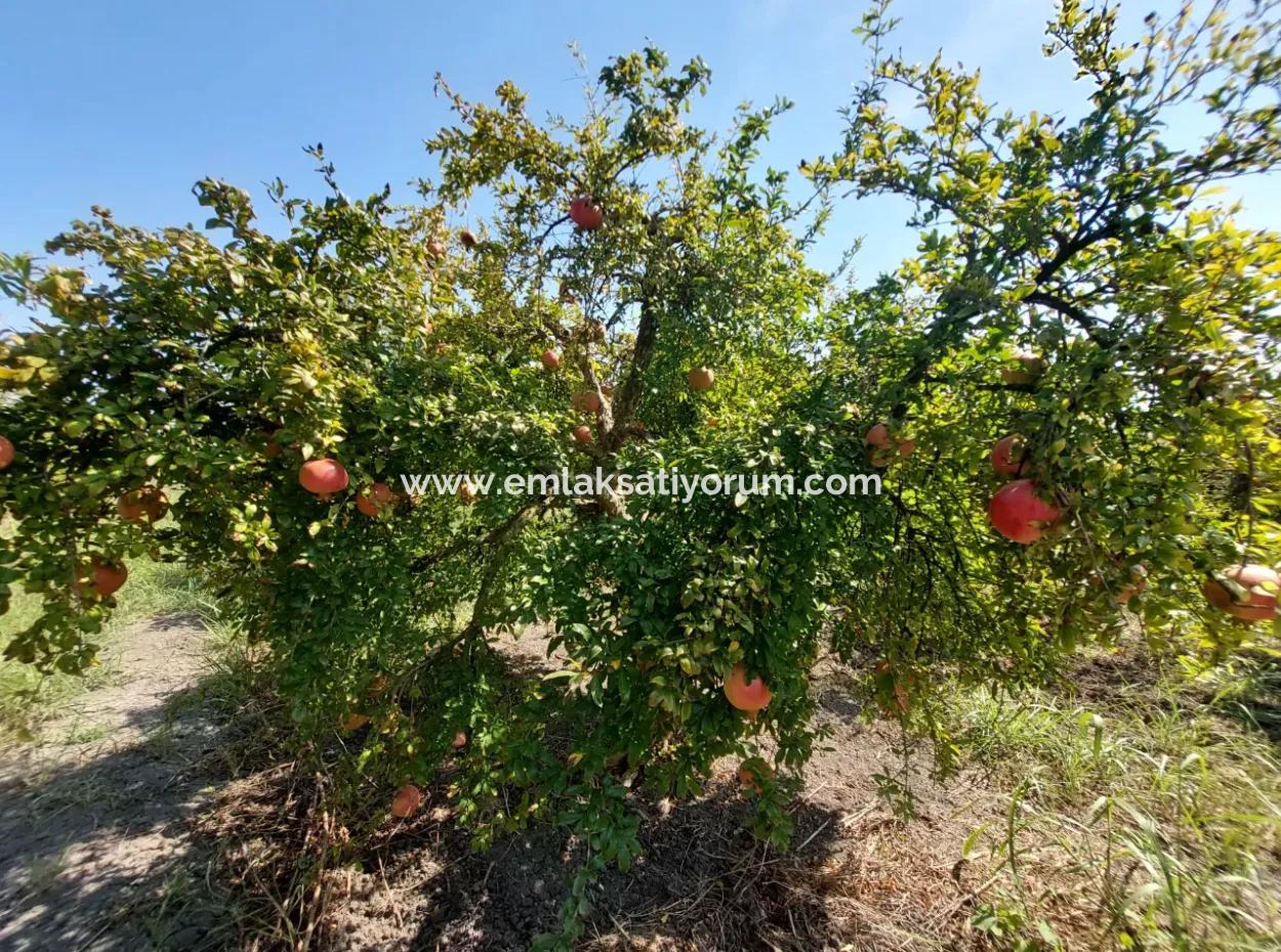 6 250 M2 Well-Kept Bargain Pomegranate Garden For Sale In Dalyan, Muğla