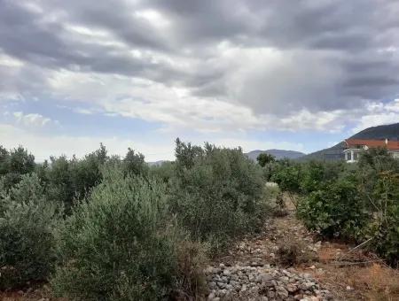 Land With Lake Views For Sale In Köyceeğiz Zeytin Area