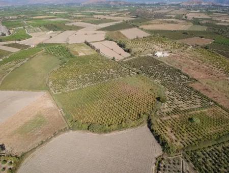 Detached Fertile Bargain Land For Sale In Ortaca Mergenli