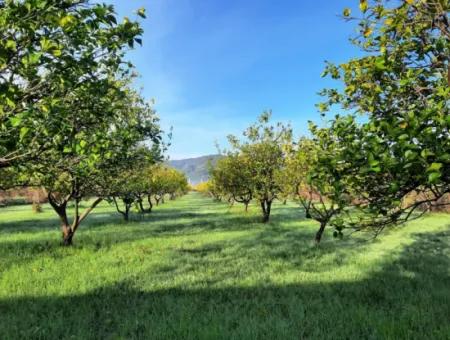 10 000 M2 Detached Lemon Garden For Sale In Ortaca Dalaklı