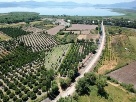 Köyceğizde Lake Close 2 650M2 Detached Land Deed Garden For Sale