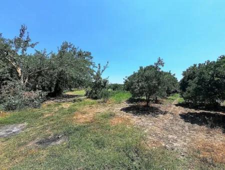 Köyceğizde Lake Close 2 650M2 Detached Land Deed Garden For Sale