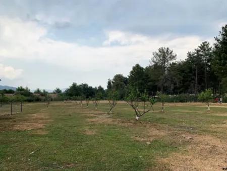 Tea Edge 10345 M2 Land And Detached House For Sale In Ortaca Çaylı Pine Forest