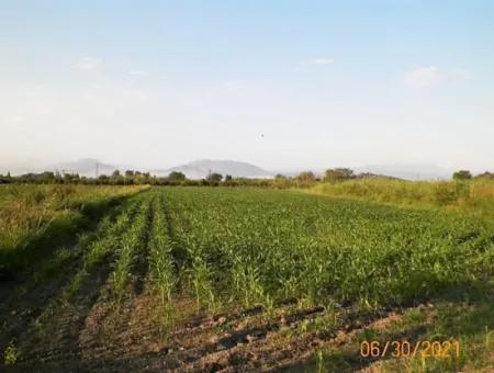 10 000 M2 Fertile Land For Sale In Mugla Ortaca Mergenli