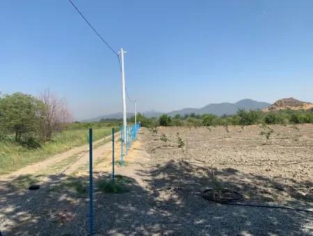 7300 M2 Lemon Field For Sale In Mugla Ortaca Tepearasi