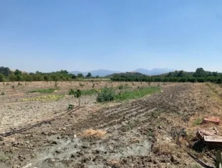 7300 M2 Lemon Field For Sale In Mugla Ortaca Tepearasi