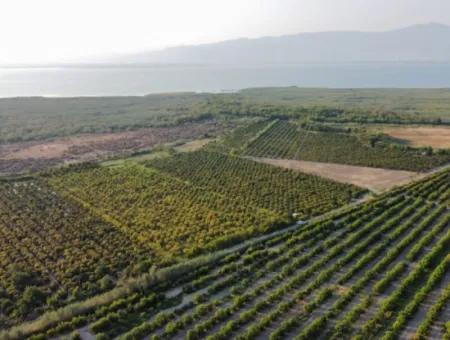 Pomegranate Garden For Sale In Mugla Ortaca Tepearasi