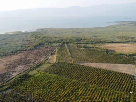 Pomegranate Garden For Sale In Mugla Ortaca Tepearasi