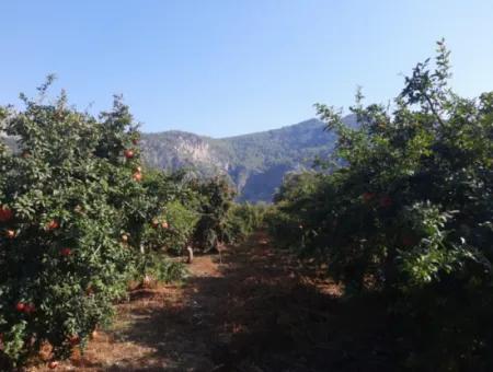 Mugla Ortaca Dalyan 7520 M2 Maniced Detached Pomegranate Garden For Sale