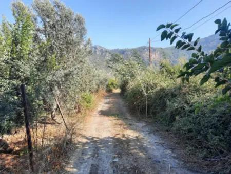 Mugla Ortaca Dalyan 7520 M2 Maniced Detached Pomegranate Garden For Sale