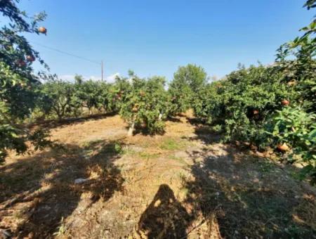 Mugla Ortaca Dalyan 7520 M2 Maniced Detached Pomegranate Garden For Sale