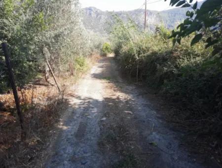 Mugla Ortaca Dalyan 7520 M2 Maniced Detached Pomegranate Garden For Sale