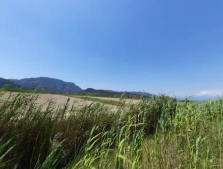 Fertile Land For Rent In Ortaca Güzelyurt