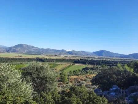 Olive Grove With Sea And Nature View In Ortaca Fevziye For Sale