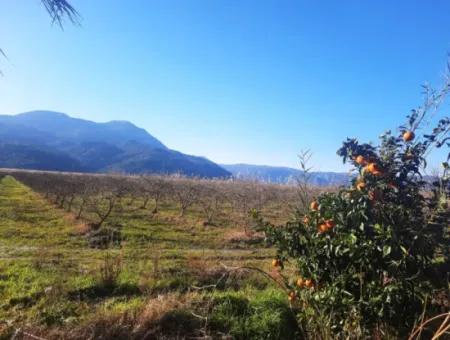 Ortaca Dalyan 73,500 M2 Suitable Pomegranate Garden For Sale