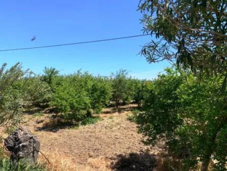 1 000 M2 Land With 250 M2 Construction Permit For Sale In Ortaca Fevziye