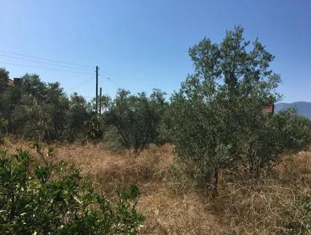 Land For Sale In Koycegiz Zeytinalani