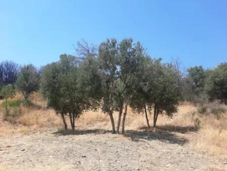 130.000 M2 Detached Land With Title Deed In Muğla Dalaman For Sale