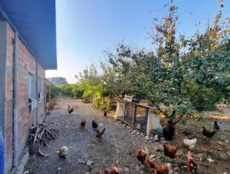 7 250 M2 House For Sale, Greenhouse And Pomegranate Garden For Sale In Ortaca Eskiköy