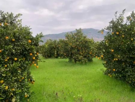 Ortaca Mergenlide 5134 M2 Citrus Garden For Sale