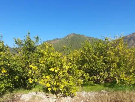 Muğla Ortaca Okçular Neighborhood Shares 5818 M2 Lemon Field