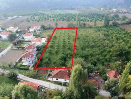 Muğla Ortaca Marmarlıda 4.000 M2 Lemon Garden 5 Years Rental