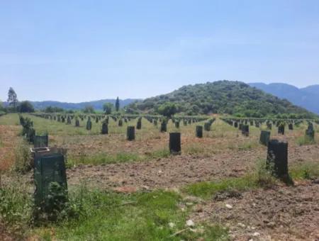 40.000 M2 Avocado Garden For Sale In Muğla Güzelyurt