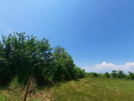 15 600 M2 Pomegranate Garden For Sale In Muğla Güzelyurt