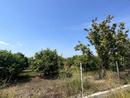 15 000 M2 Lemon Garden For Sale In Dalyan Eskiköy