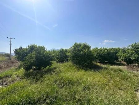 15 000 M2 Lemon Garden For Sale In Dalyan Eskiköy