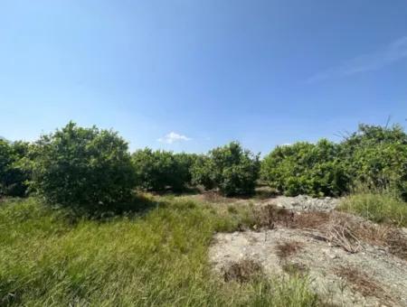 15 000 M2 Lemon Orchard For Sale In Eskiköy, Dalyan